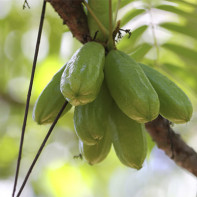 Owoce Bilimbi Zdjęcie 5