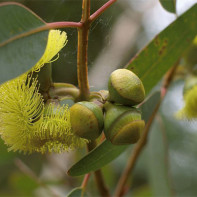 Fénykép 3 eukaliptuszról