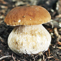 Foto av svampar av porcini