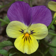 Foto de tricolor violeta