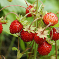Photo wild strawberries 3