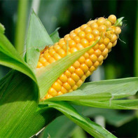 Fotografie z kukuřice