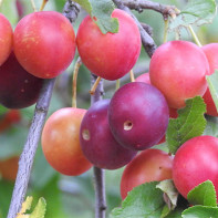 Vyšnių slyvų nuotrauka
