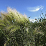 Снимка на трева кова