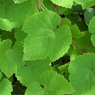 Üzüm yaprağı fotoğrafı