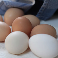 Fotografie z kuřecích vajec 4