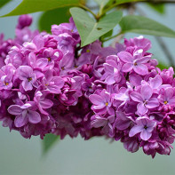 ภาพถ่ายของ Lilac 2