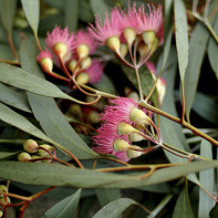 Photo d'eucalyptus 5