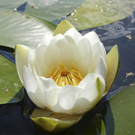 Zdjęcie lilii wodnej 2