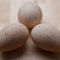 Φωτογραφία των αυγών της φραγκόκοτας