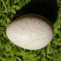 Hindi yumurtası fotoğrafı 5