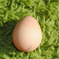 Foto cu ouă de păsări de cobai 4