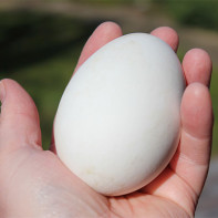 Foto de ovos de ganso 2