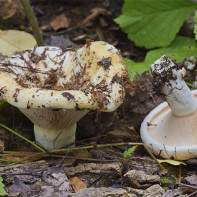 Kuva sienistä 3
