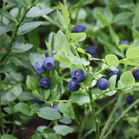 Foto daun blueberry 5