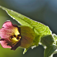 Foto rumput belladonna 5