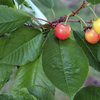 Fotka z Cherry Leaves