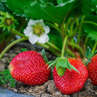 Photo strawberries 5