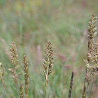 Fotografie z pšeničnej trávy 5
