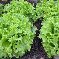 Photos of lettuce 2