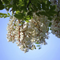 Photo d'acacia blanc 5