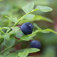 Blueberry leaf photo 3