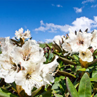 Foto des kaukasischen Rhododendrons 5