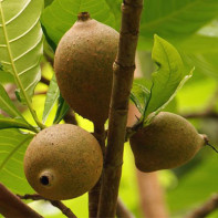 Foto 3 do fruto de Genip