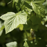 Photo of currant leaves