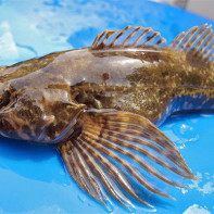 Foto de um peixe góbio 4