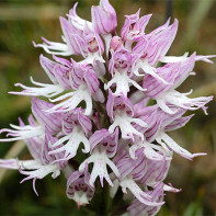 Foto a Orchis 4