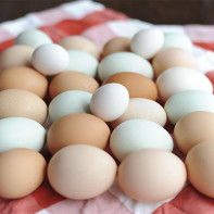 Fotografia ouălor de pui 2