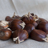 Photo of edible chestnut 4