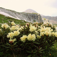 Foto av kaukasiska Rhododendron