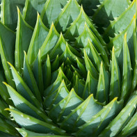 Aloe fotka 2