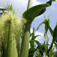 Photo of corn stigmas