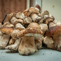 Foto de cogumelos porcini 5
