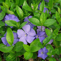 Photo of periwinkle 4