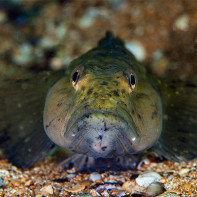 Photo fish goby 5
