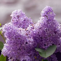 ภาพถ่ายของ Lilac 4