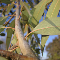 Photo d'eucalyptus 4