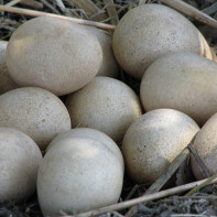 Φωτογραφία αυγών φραγκόκοτας 3
