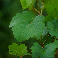 Foto daun anggur 5