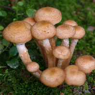 Foto gljive 5