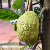 Jackfruit Φωτογραφία 4