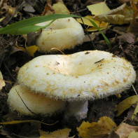 Kuva sienistä 4