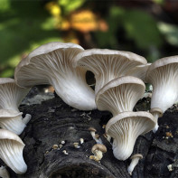 Foto cogumelos cogumelos ostra 6