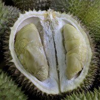 Fotografia durian 4