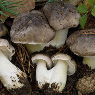 Foto houby řádek
