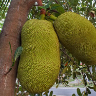 Jackfruit صورة فوتوغرافية